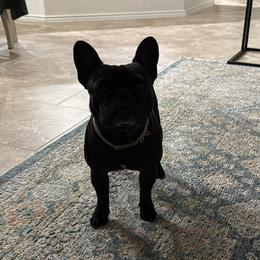 Loki - French Bulldog