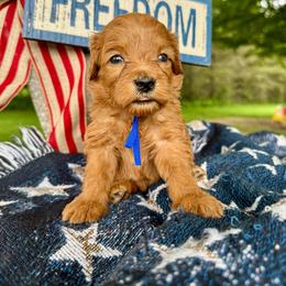 Blue - Red  male Goldendoodle puppy in Hesperia, Michigan from Red Acres Poodles & Doodles