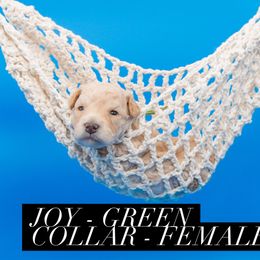 Joy - Cream female Goldendoodle puppy in Norfolk, Virginia from 757 Doodles