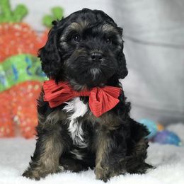 Bernese Mountain Dogs and Cavapoos from Evergreen Berners