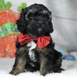 Bernese Mountain Dogs and Cavapoos from Evergreen Berners