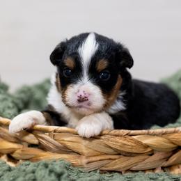 Charlie Brown - Black tri male Miniature American Shepherd puppy in Groesbeck, Texas from Empire Miniature American Shepherds