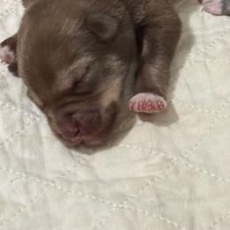 Boy 1 - male Native American Indian Dog puppy in Granby, Colorado from Turtle Island NAIDs