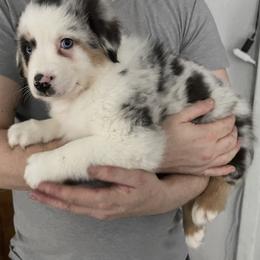 Odin - Blue merle male Australian Shepherd puppy in Kenosha, Wisconsin from Out of this World Aussies