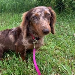 Dachshunds from Ross Ranch Dachshunds