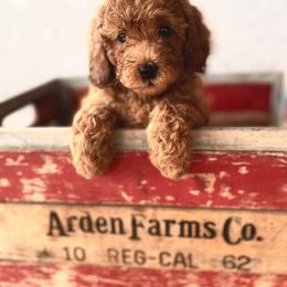 Goldendoodle and Poodle Puppies from Winchester Hills Poodles and Doodles