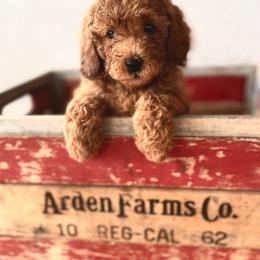 Goldendoodle and Poodle Puppies from Winchester Hills Poodles and Doodles