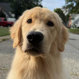 BamBam - Golden Retriever