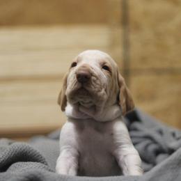 Rogers - White and orange male Bracco Italiano puppy in Williamsburg, Virginia from Eastern Breeze