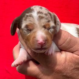 Revy - Dachshund