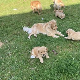 Golden Retriever Puppies from Bit O'Heaven Farm