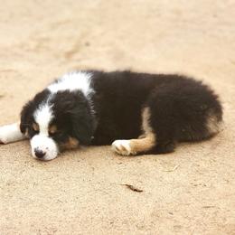 Australian Shepherd Puppies from Sweet Meadow Farms