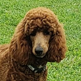 Henry - Goldendoodle