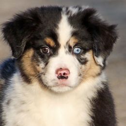 Grumpy - Miniature American Shepherd puppy from Coastal’s Miniature American Shepherds