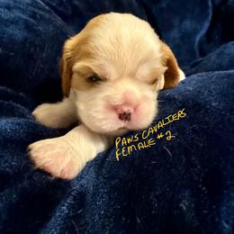 Bella - Blenheim female Cavalier King Charles Spaniel puppy in New Braunfels, Texas from PAW’S Cavaliers