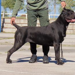 Jack - Cane Corso