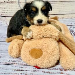 Tri female - Black tri female Miniature Australian Shepherd puppy in Lemon Cove, California from Magic Ranch Mini Aussies