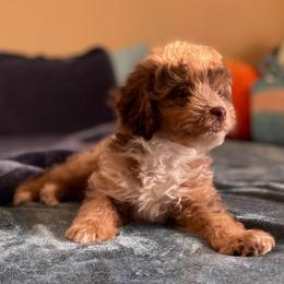 Ember - Red merle male Aussiedoodle puppy in Stuart, Virginia from Lil Aussie Posse