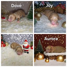 Goldendoodle Puppies from Lauralyn's Goldendoodles