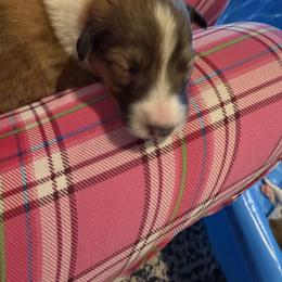Bradford - Sable and white male Collie puppy in Beaver, Oklahoma from Lawson’s Lassies