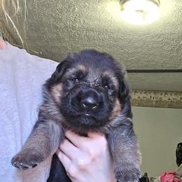 German Shepherd Puppies from Hughes shepherds
