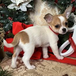 Red - Sable spotted white male Chihuahua puppy in Isanti, Minnesota from Happy Little Chihuahuas