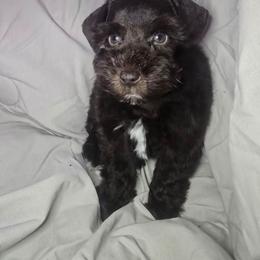 Chocolate boy - Liver male Miniature Schnauzer puppy in Calera, Alabama from Burnett Cove Kennels