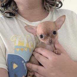 Chihuahua Puppies from ChibiChi