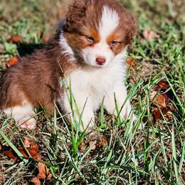 Australian Shepherd Puppies from Danell Australian Shepherd