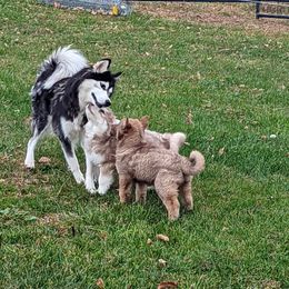 Siberian Husky Puppies from Wyant Farms