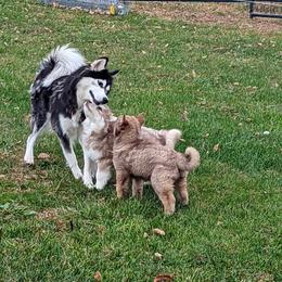 Siberian Husky Puppies from Wyant Farms