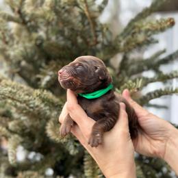 Brown boy - Green collar - Red and rust male Doberman Pinscher puppy in Old Bridge, New Jersey from Wizard Ost Revolution kennel