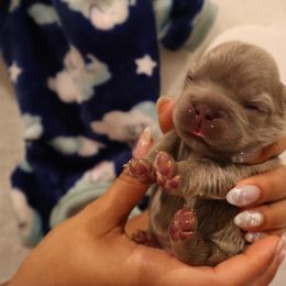 French Bulldog Puppies from Floofie Frenchies