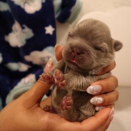 French Bulldog Puppies from Floofie Frenchies