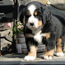 "Our breeding female: Monarda (FCI registered name Willow Bersaltyna) comes to us from Kennel Bersaltyna in Czech Republic." Bernese Mountain Dog Puppies from Grand Mesa Mountain Dogs