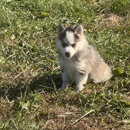 Harley - Blue female Pomsky puppy in Bucyrus, Missouri from Hill Top Pomskies