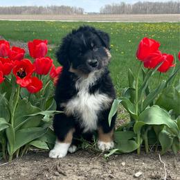 Orange Collar Boy - Black tri-color male Australian Shepherd puppy in Van Wert, Ohio from Northwest Ohio Aussies