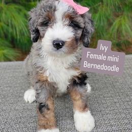 Ivy - Merle female Bernedoodle puppy in Port Orange, Florida from Royal doodles of Florida