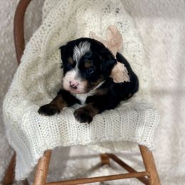Olivia - Tri-color Bernedoodle puppy in Bremen, Indiana from Farmland Doodles