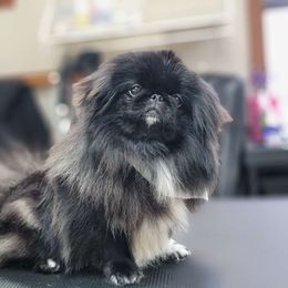 Tashy - Pekingese