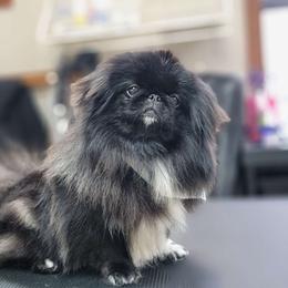 Tashy - Pekingese