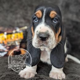 Riesen - Black brown and white male Basset Hound puppy in Talbotton, Georgia from Southern City Bassets