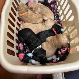 Goldendoodle and Poodle Puppies from Jaeckels Doodles