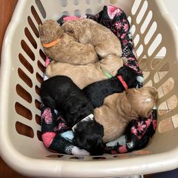 Goldendoodle and Poodle Puppies from Jaeckels Doodles