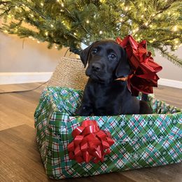 Orange - Black female Labrador Retriever puppy in Talking Rock, Georgia from Bethel Woods Kennels