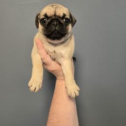 Girl 3 - Fawn female Pug puppy in Auburn, Kentucky from Prentice Family Pugs