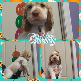 Sam - Lemon and white male English Springer Spaniel puppy in Westover, Maryland from Sterling's springer Haven