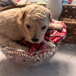 Milo - Drk Blue - male Cavapoochon puppy in Fairmont, West Virginia from Robin Nelson