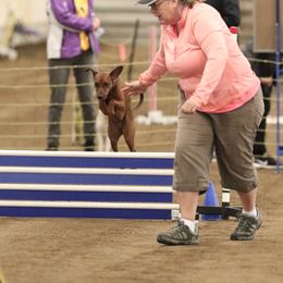 German Pinscher All Grown Up from RiverRAT Barn Hunt