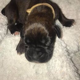 Boxer Puppies from Vom Waterfalls